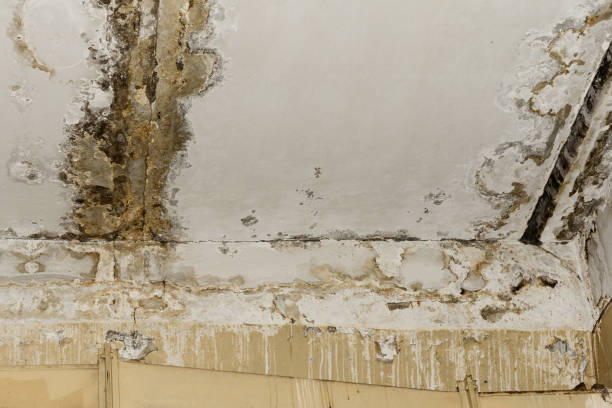 Professional Mold Inspection, Removal & Remediation in Shinnecock Hills, NY